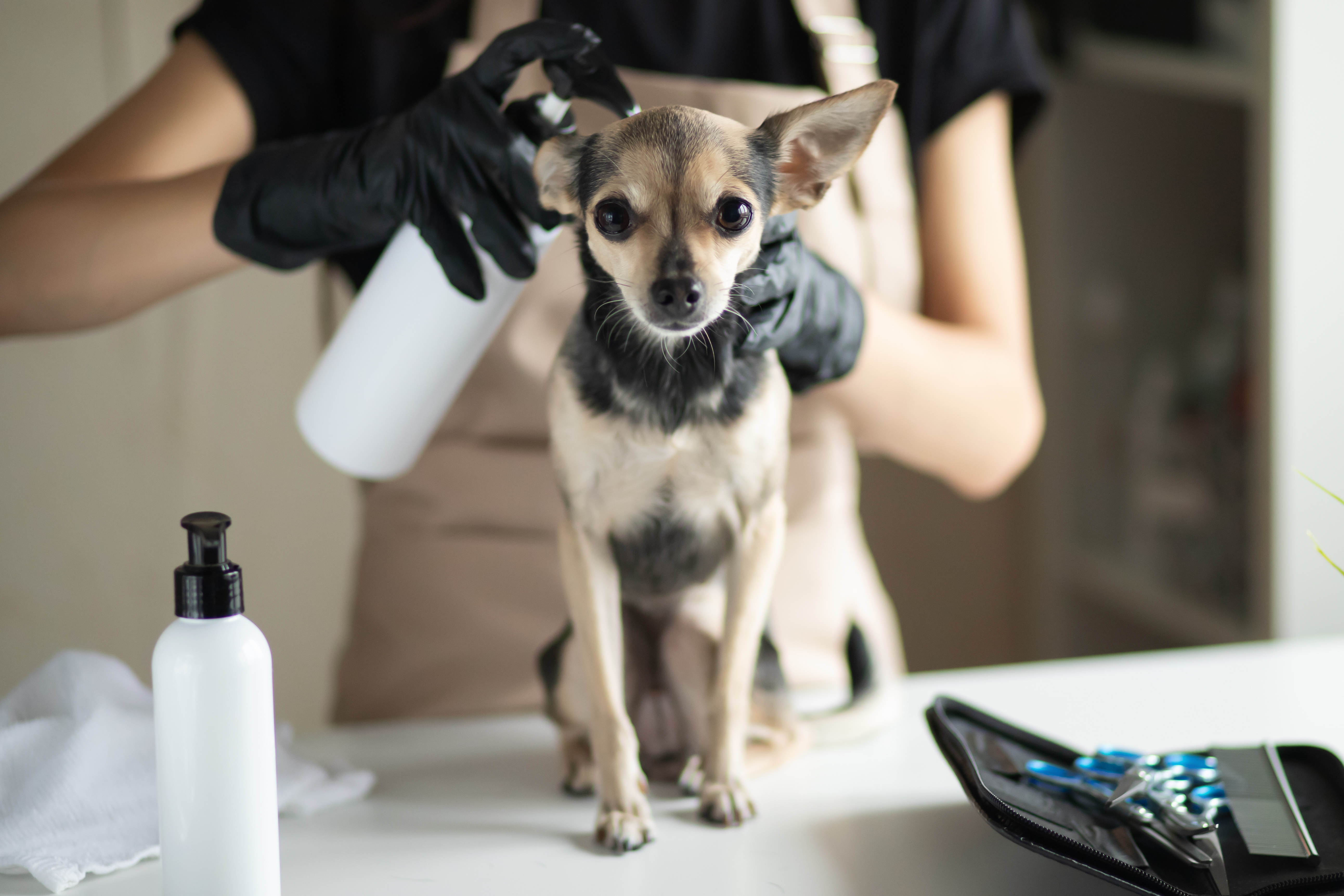 Affordable Dog Grooming